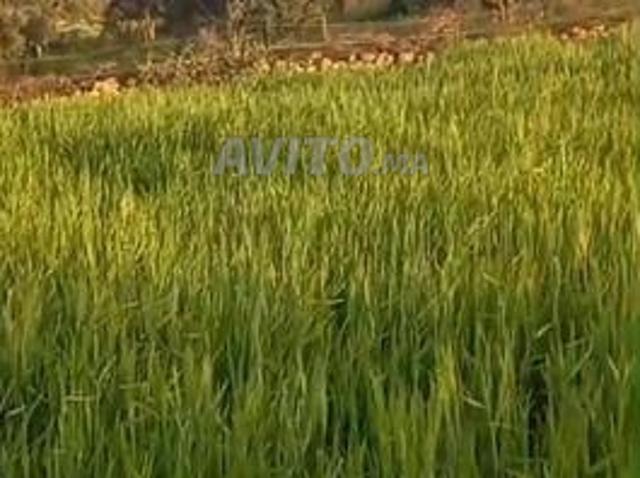Propriété vente à El Ma, Gharb-Chrarda-Beni Hssen