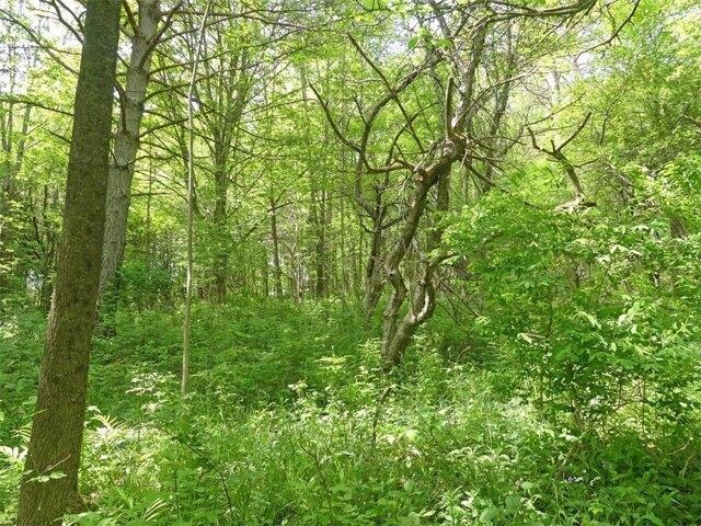 Land for sale in Andes