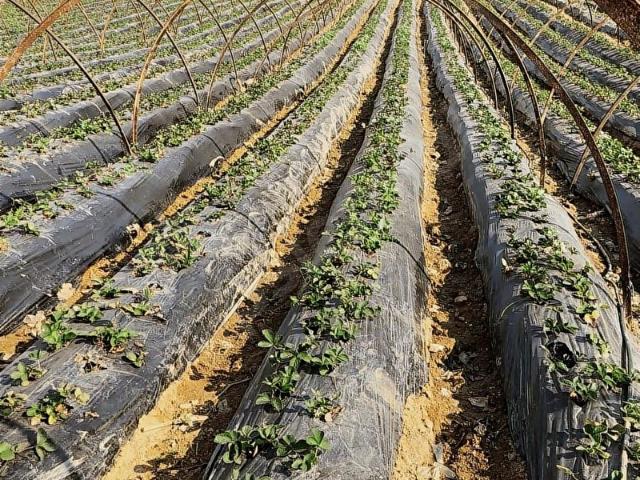 Anamur, Mersin içerisinde satılık Arsa