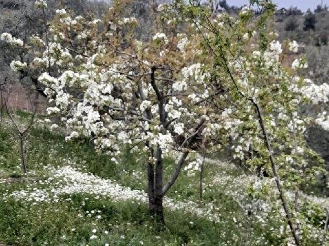 Kemalpaşa, İzmir içerisinde satılık mülk