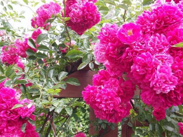 Grunt na sprzedaż w Osielsko