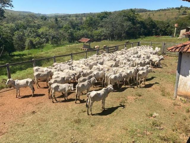 Sítio e chácara venda em Região Geográfica Imediata de Águas Lindas de Goiás, Região Integrada de Desenvolvimento do Distrito Federal e Entorno
