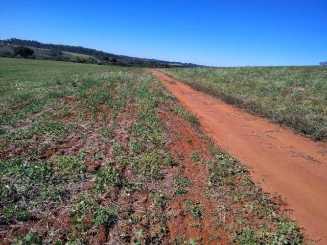 Sítio e chácara venda em Região Imediata de Ribeirão Preto, Região Metropolitana de Ribeirão Preto