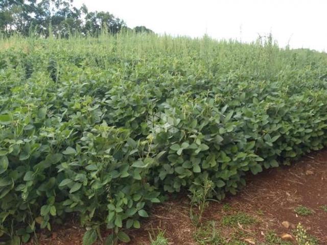 Sítio e chácara venda em Região Geográfica Imediata de Nova Prata - Guaporé, Prata