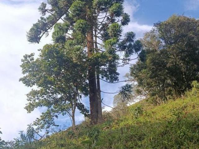 Sítio e chácara venda em Região Geográfica Imediata de Pouso Alegre, Bom Repouso