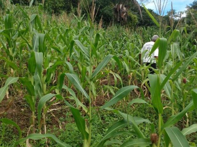 Sítio e chácara venda em Região Geográfica Imediata de Uruaçu - Niquelândia, Colinas do Sul