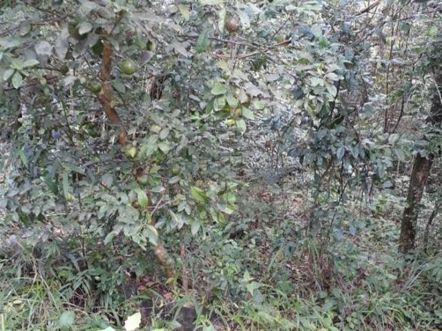 Terreno venda em Região Geográfica Imediata de Belo Horizonte, Região Metropolitana de Belo Horizonte