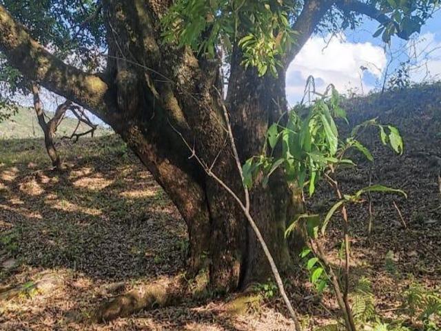 Terreno venda em Piracema
