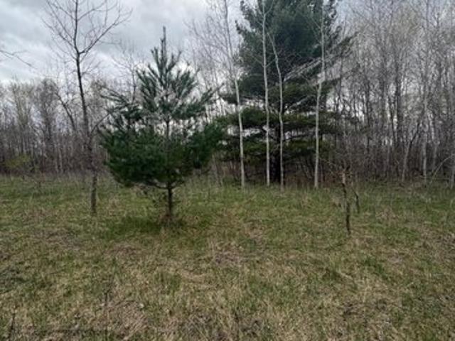 Land for sale in Todd, Minnesota