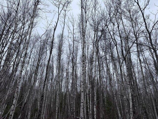 Land for sale in Greenbush, Maine