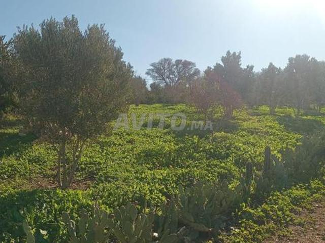 Propriété vente à Berrechid, Gharb-Chrarda-Beni Hssen