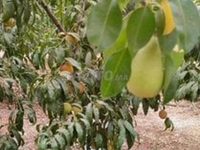 Propriété vente à Khouribga, Chaouia-Ouardigha