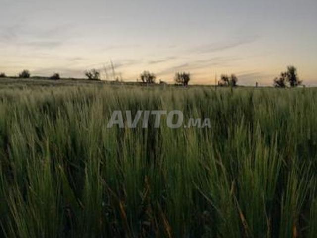 Propriété vente à Ben Ahmed, Gharb-Chrarda-Beni Hssen