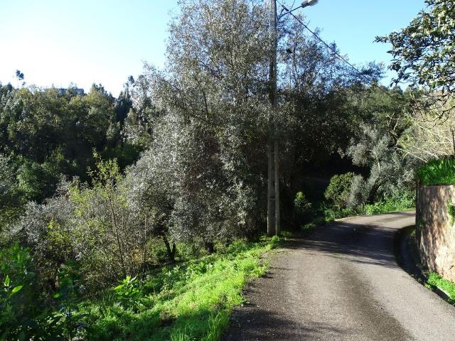 Loja venda em Coimbrã, Coimbra