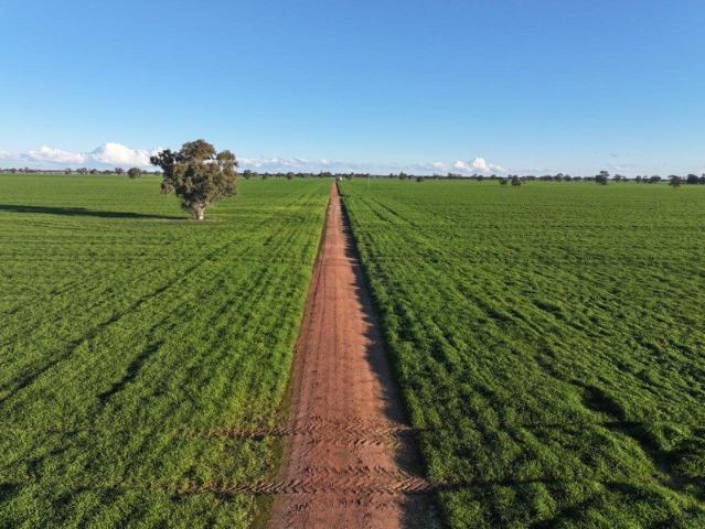 Property for sale in Quandialla, New South Wales