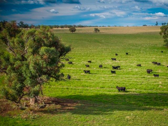 Cottage for sale in Dubbo