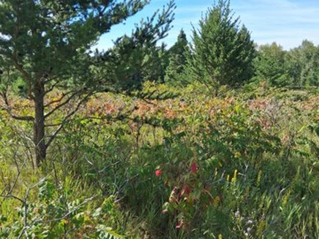 Land for sale in Browerville, Todd County