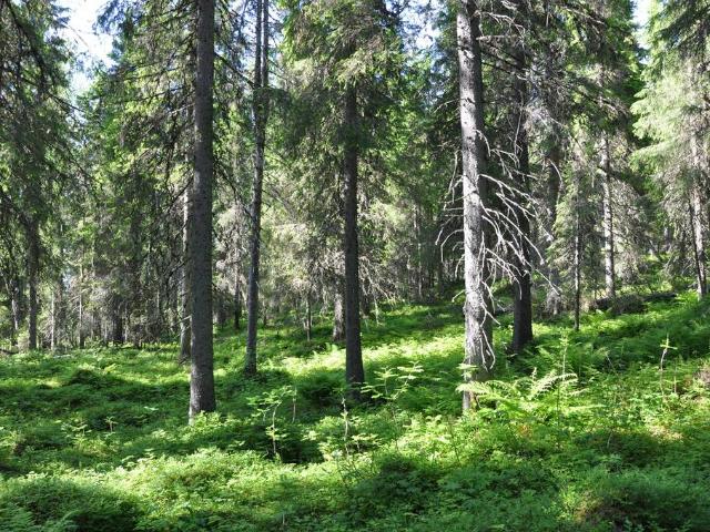 Bostad till salu i Övertorneå, Norrbotten