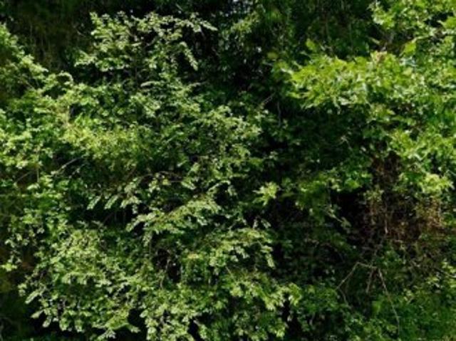 Land for sale in Virginia