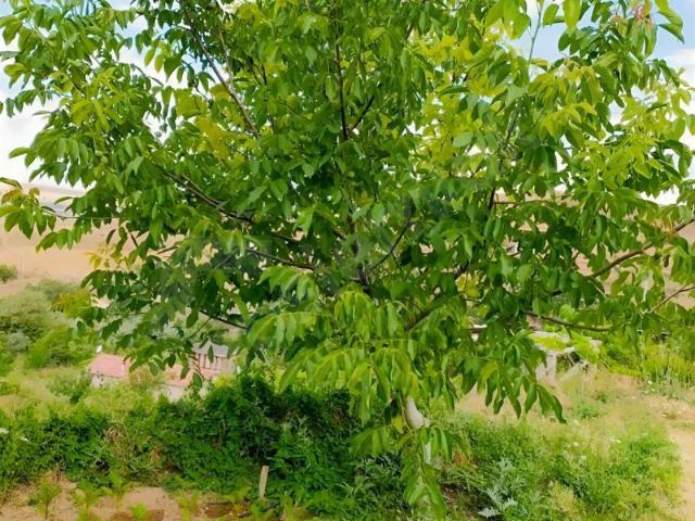 Bıyıklı Pınar, Felahiye içerisinde satılık mülk