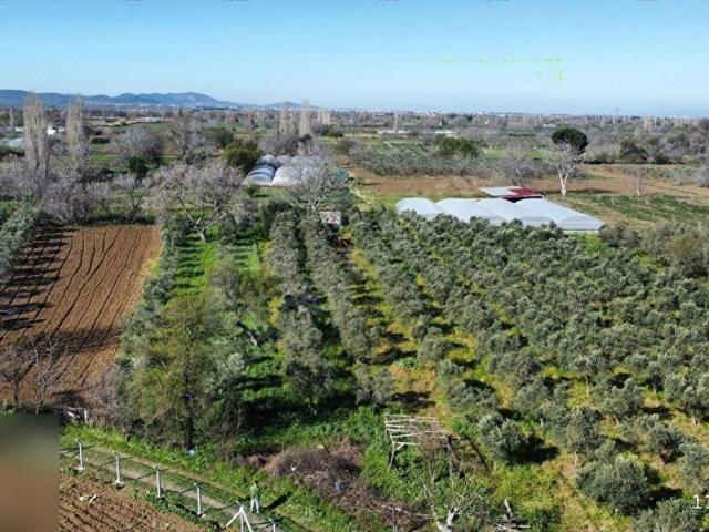 Burhaniye, Balikesir içerisinde satılık Arsa