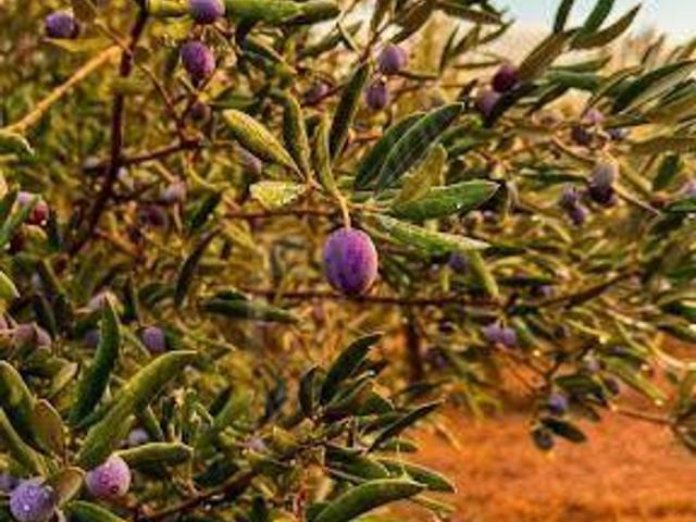 Karacaören, Çanakkale Merkez içerisinde satılık Arsa