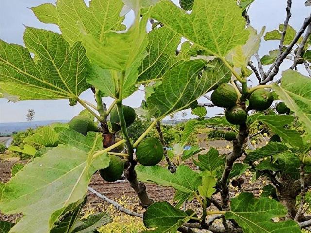 Mustafakemalpaşa, Bursa içerisinde satılık Arsa