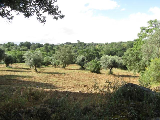 Terreno venda em Abrantes, Santarém
