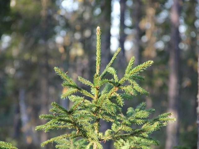 Bostad till salu i Kalix, Norrbotten