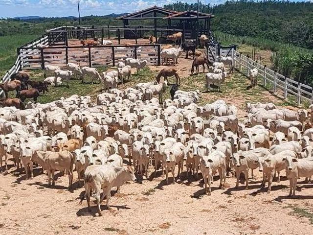 Sítio e chácara venda em Região Geográfica Imediata de Águas Lindas de Goiás, Região Integrada de Desenvolvimento do Distrito Federal e Entorno