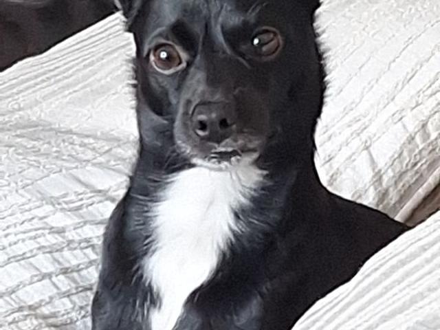 House for rent in Ancaster, Ontario