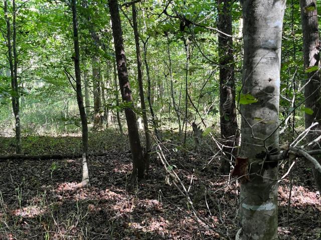 Land for sale in Oneida, East Tennessee