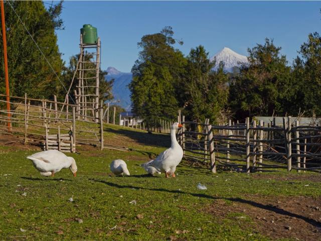 Paisajes del Rupanco, parcelas de 5.000 m2