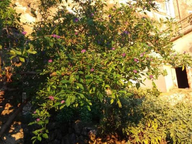 Palazzo in affitto a Monteggiori, Camaiore