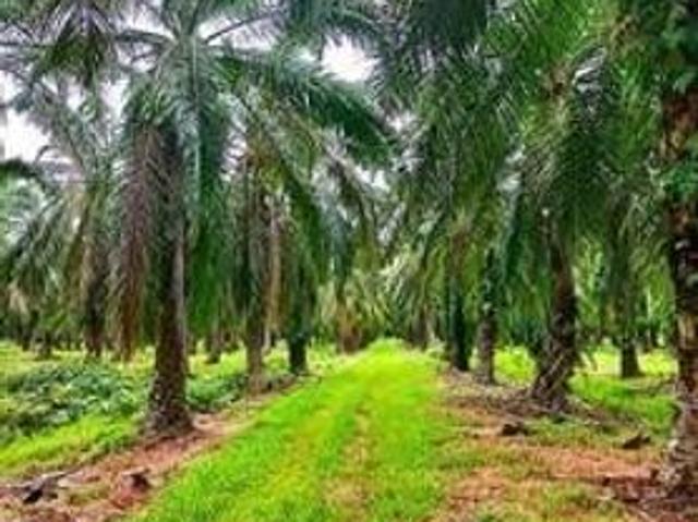 Shop for rent in Perak, Intan