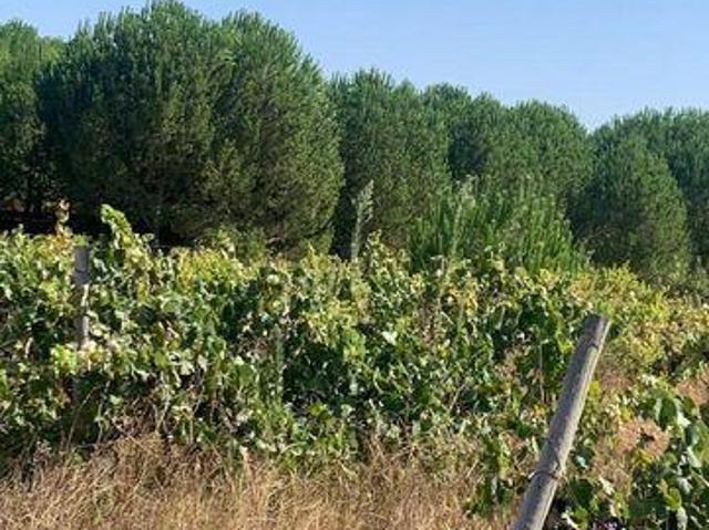 Terreno venda em Poceirão e Marateca, Palmela
