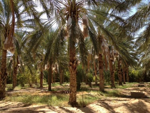 Terrain vente à Tozeur