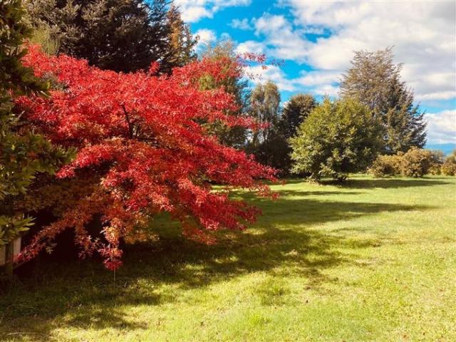Panguipulli, Paguipulli