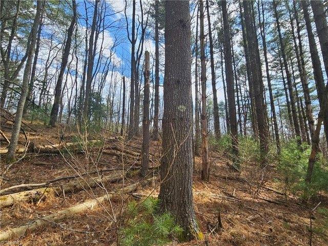 Land for sale in Todd, North Carolina