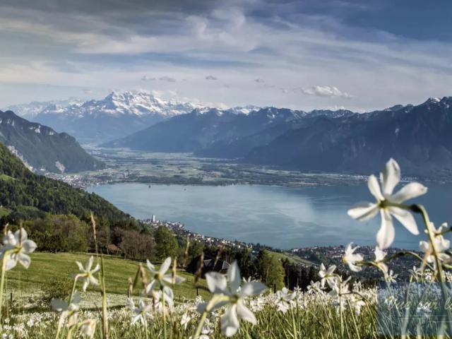 Maisonette kaufen in Chailly-Montreux, Waadt