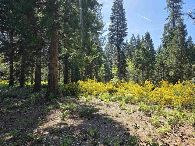 Land for sale in Mccloud, California