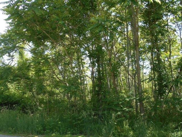 Land for sale in Tremont, Wareham