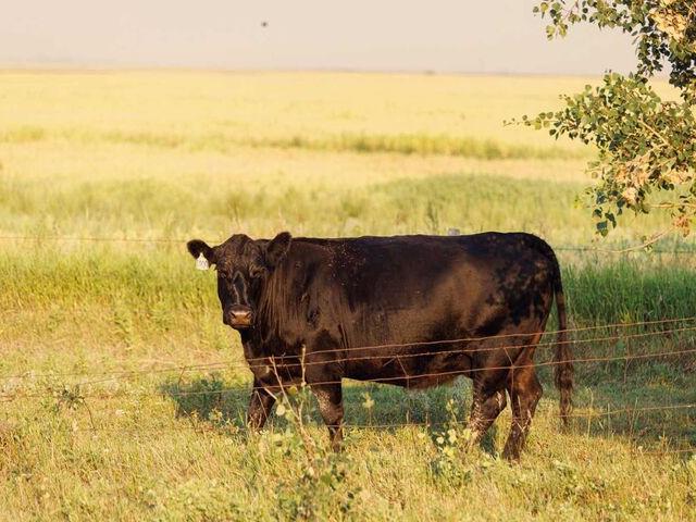 Land for sale in Alberta