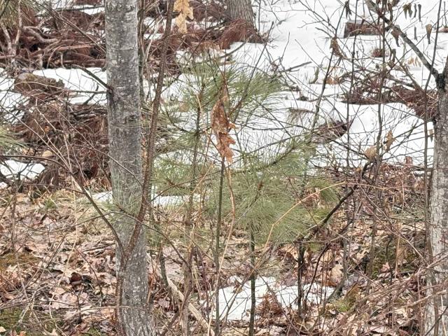 Land for sale in Clare, Michigan