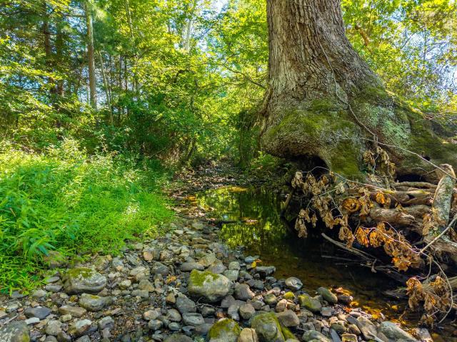 Land for sale in Virginia