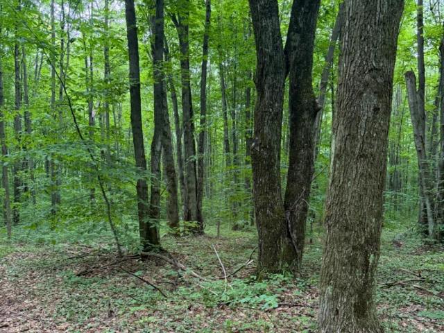 Land for sale in Custer Township, Antrim County