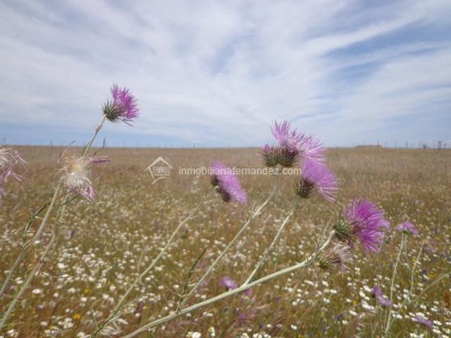 Terreno en venta en Cáceres - Sierra de Montánchez, Extremadura