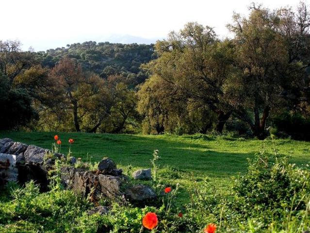 Local Comercial en venta en Serranía de Ronda, Andalucía