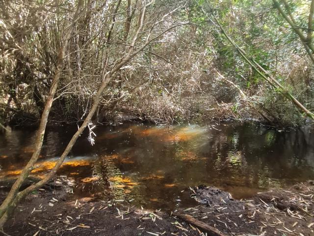 PARCELA 5000 MT2 COMUNA DE FRESIA X REGION