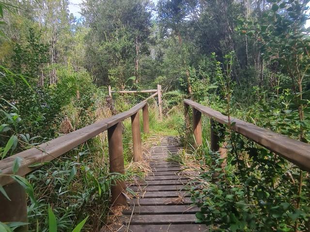 PARCELA 5000 MT2 COMUNA DE FRESIA X REGION